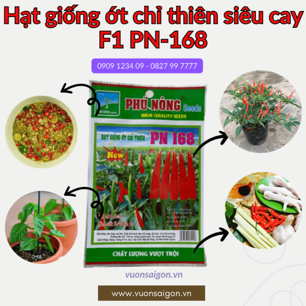 Hat Giong Ot Chi Thien (2)