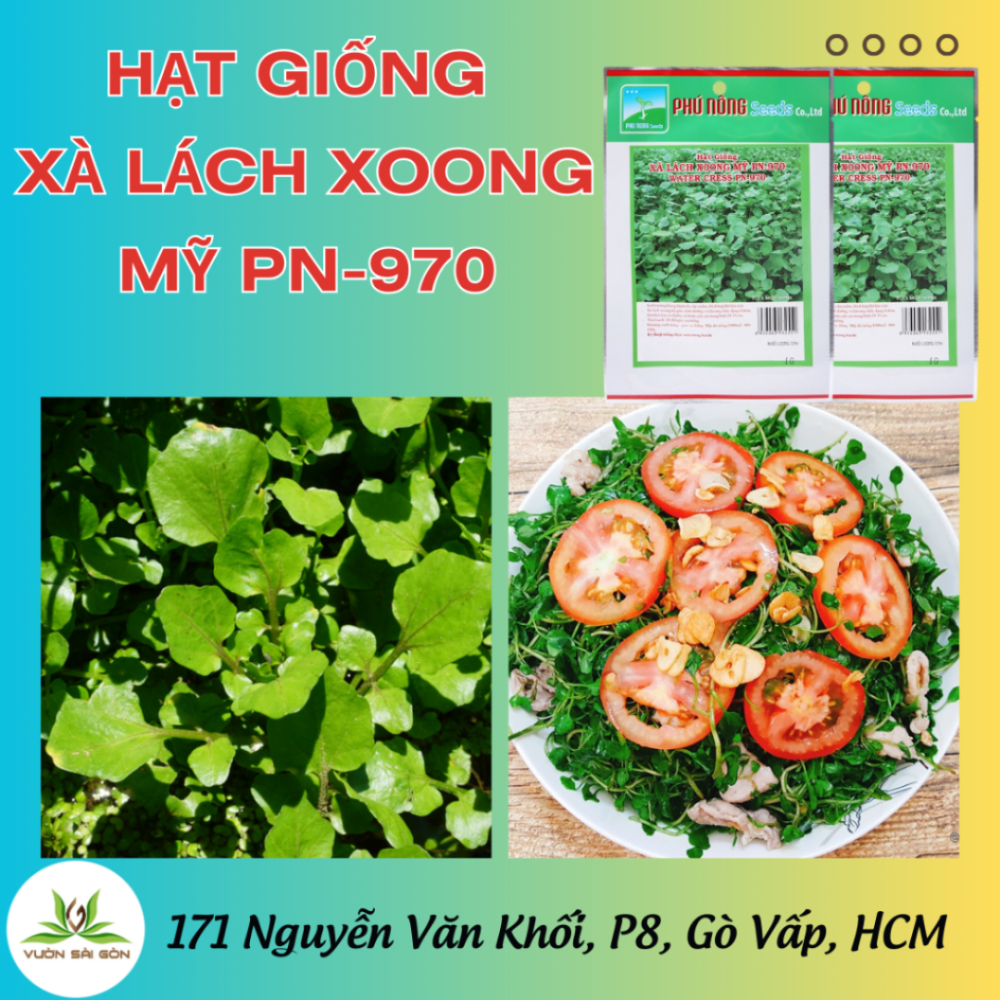 Hat Giong Xa Lach Xoong