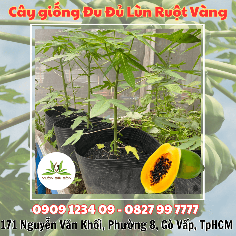 Cay Du Du Lun Ruot Vang (1)