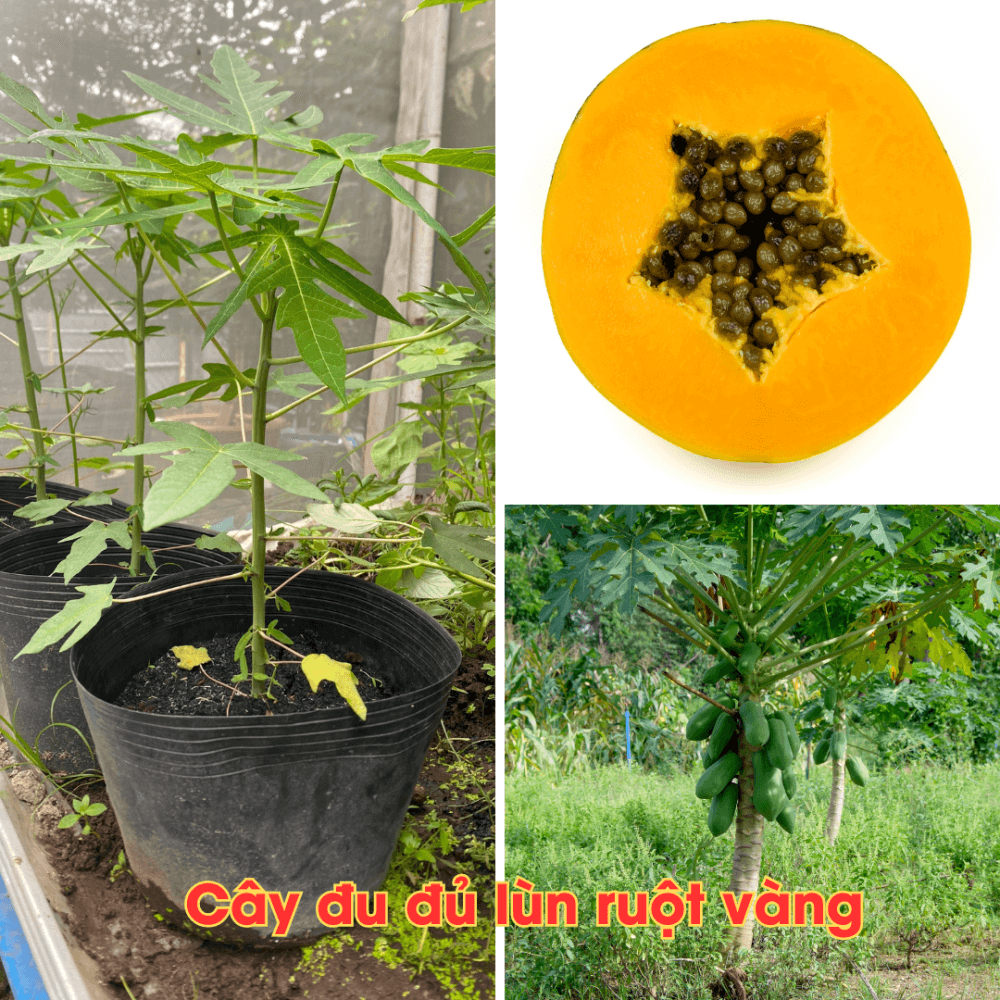Cay Du Du Lun Ruot Vang