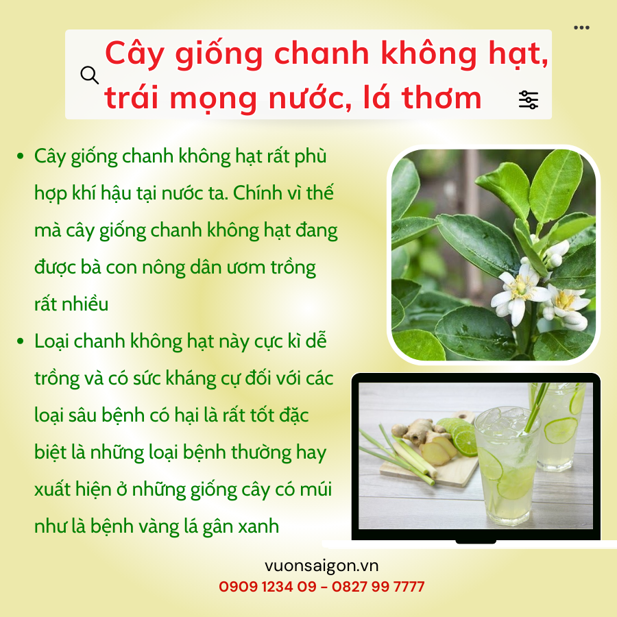Cay Giong Chanh Khong Hat (1)