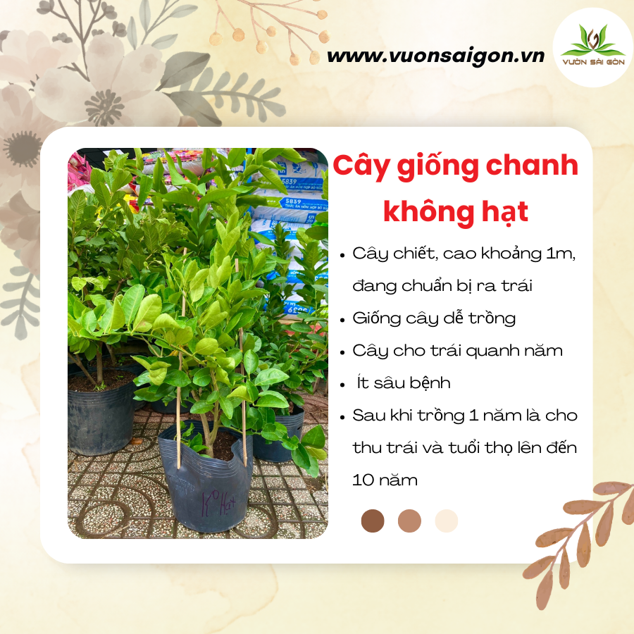 Cay Giong Chanh Khong Hat (2)
