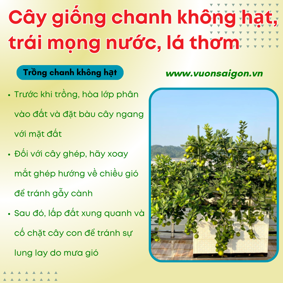 Cay Giong Chanh Khong Hat (3)