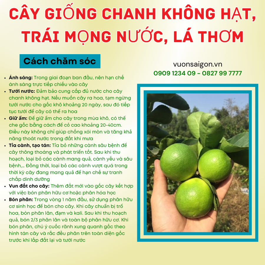 Cay Giong Chanh Khong Hat (4)