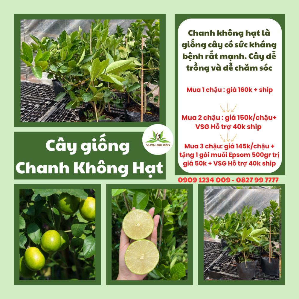 Cay Giong Chanh Khong Hat