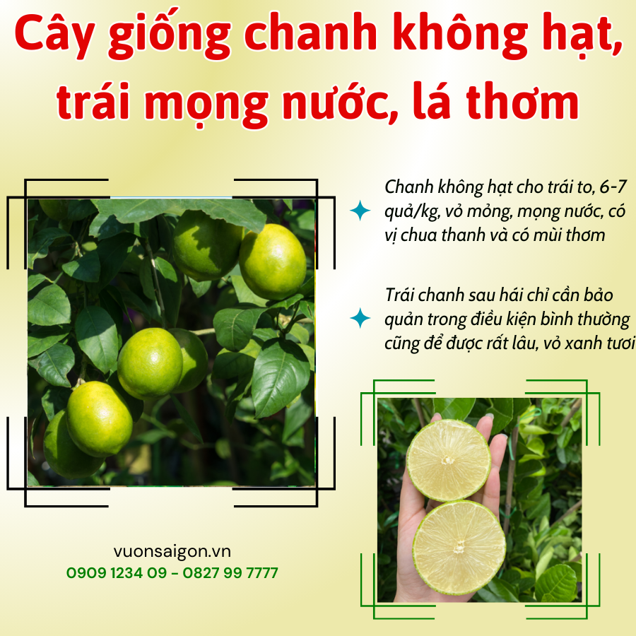 Cay Giong Chanh Khong Hat