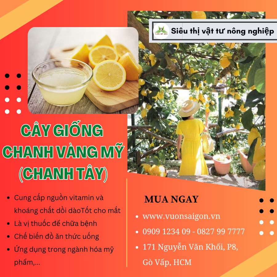 Cay Giong Chanh Vang My (2)