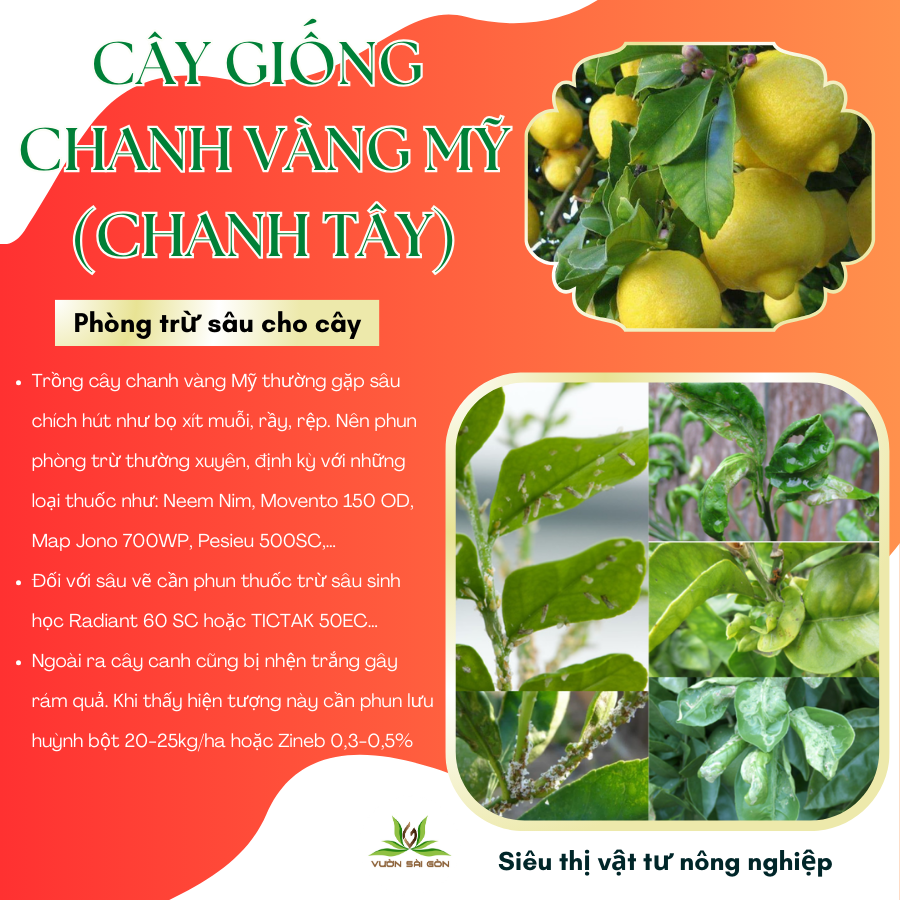 Cay Giong Chanh Vang My (3)