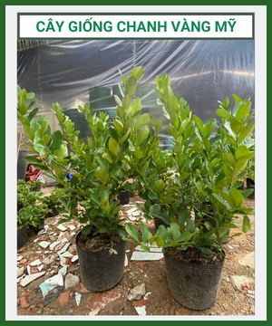 Cay Giong Chanh Vang My