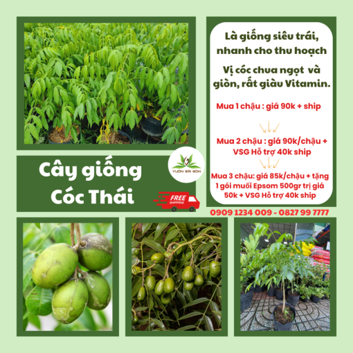 Cay Giong Coc Thai