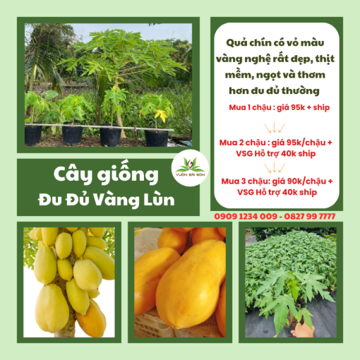 Cay Giong Du Du Vang Lun (1)