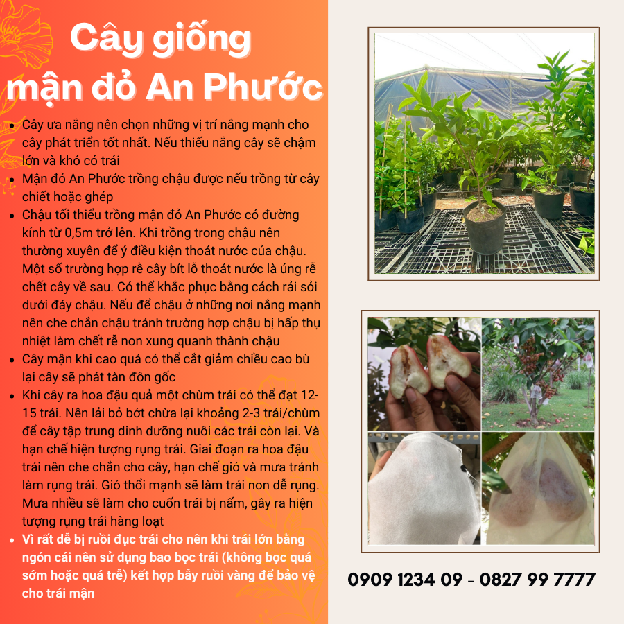 Cay Giong Man Do An Phuoc (1)