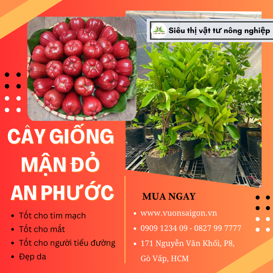 Cay Giong Man Do An Phuoc (2)