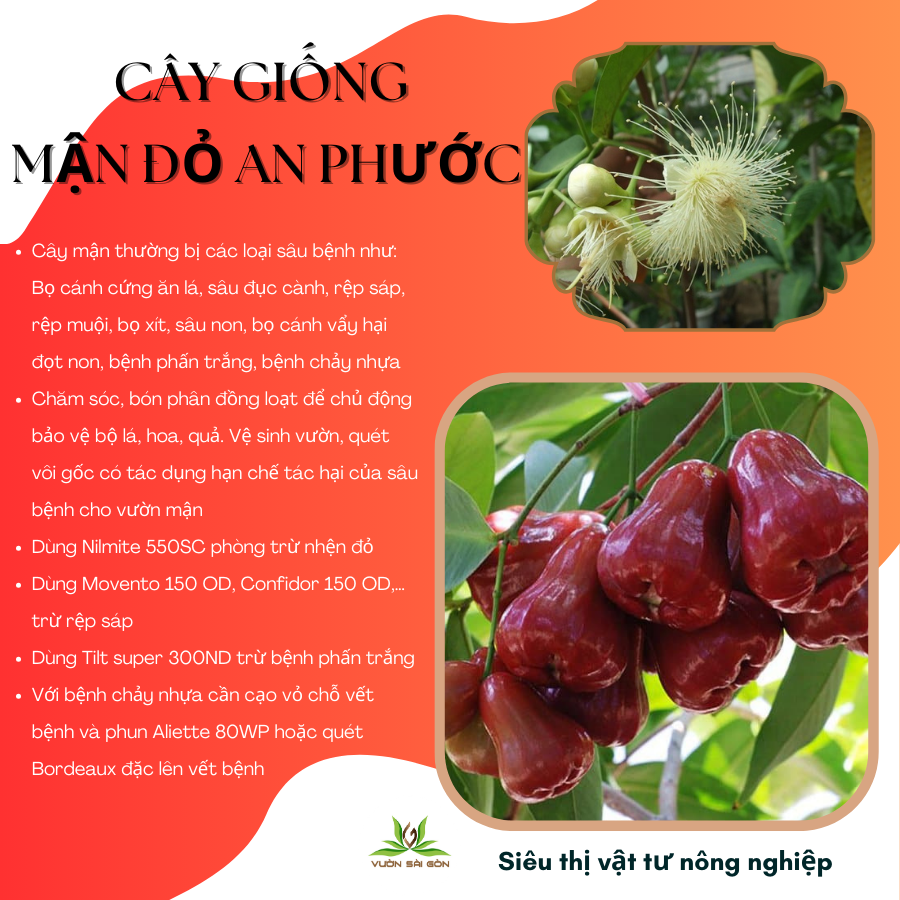 Cay Giong Man Do An Phuoc (3)