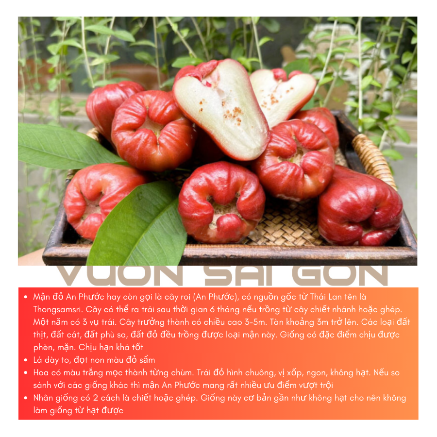 Cay Giong Man Do An Phuoc (4)