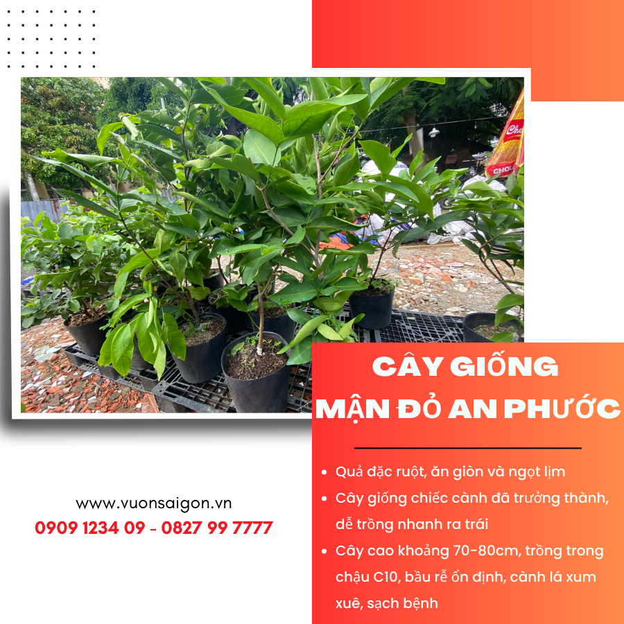 Cay Giong Man Do An Phuoc