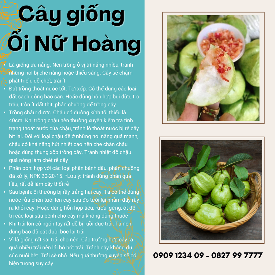 Cay Giong Oi Nu Hoang (3)