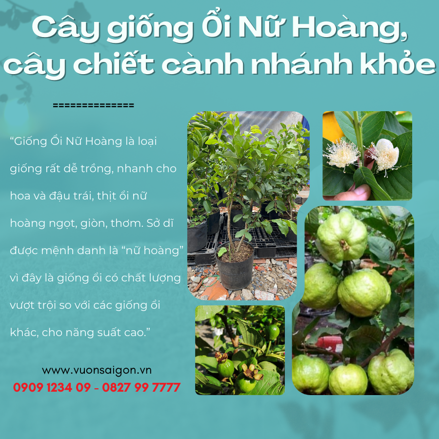 Cay Giong Oi Nu Hoang (4)