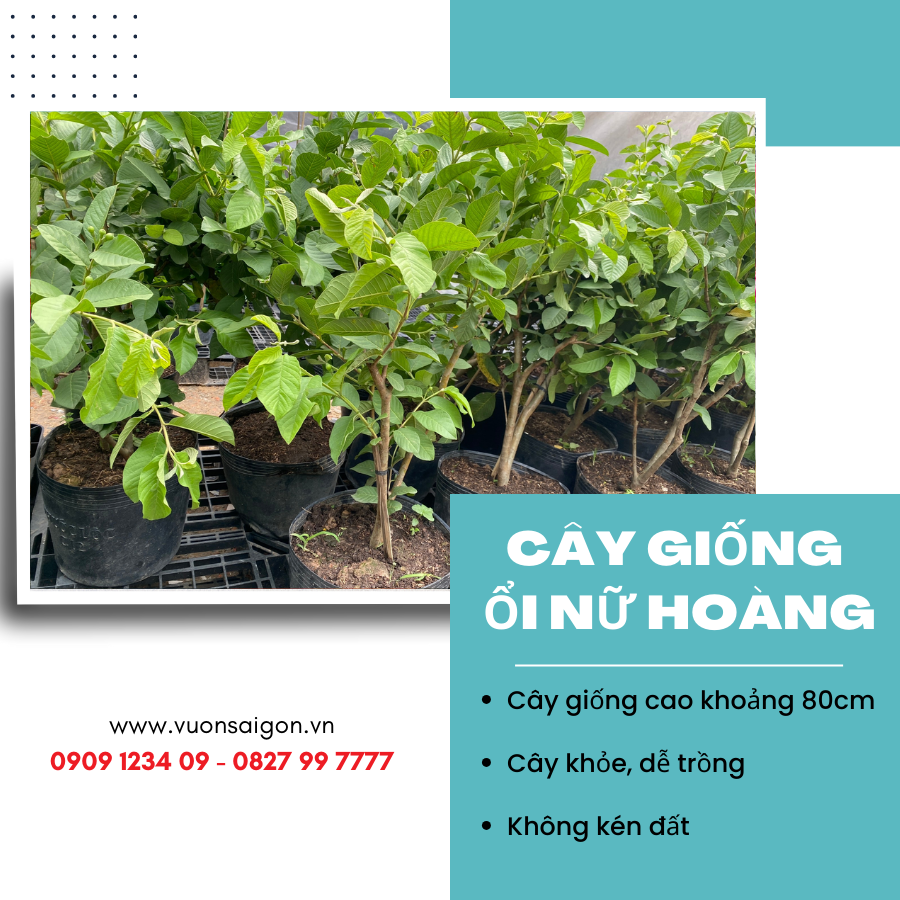 Cay Giong Oi Nu Hoang