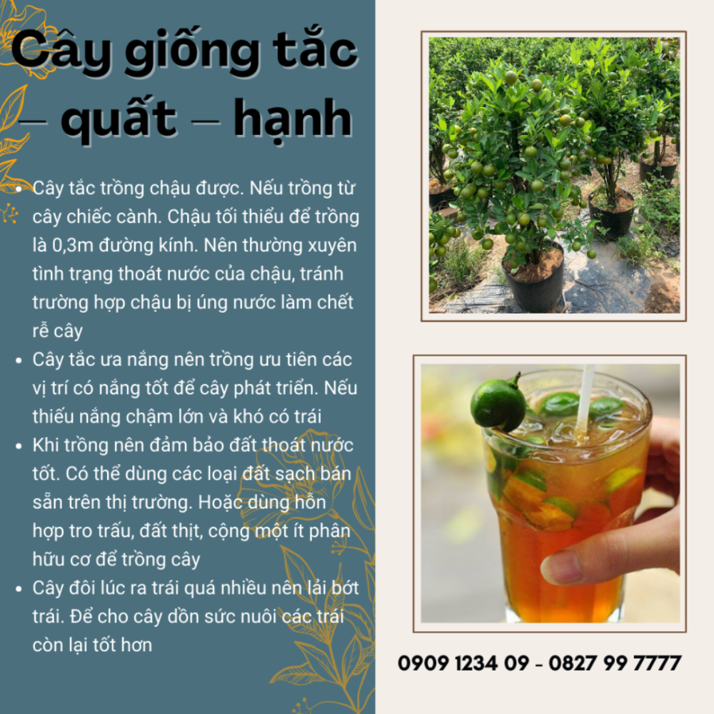 Cay Giong Tac Quat Hanh (5)