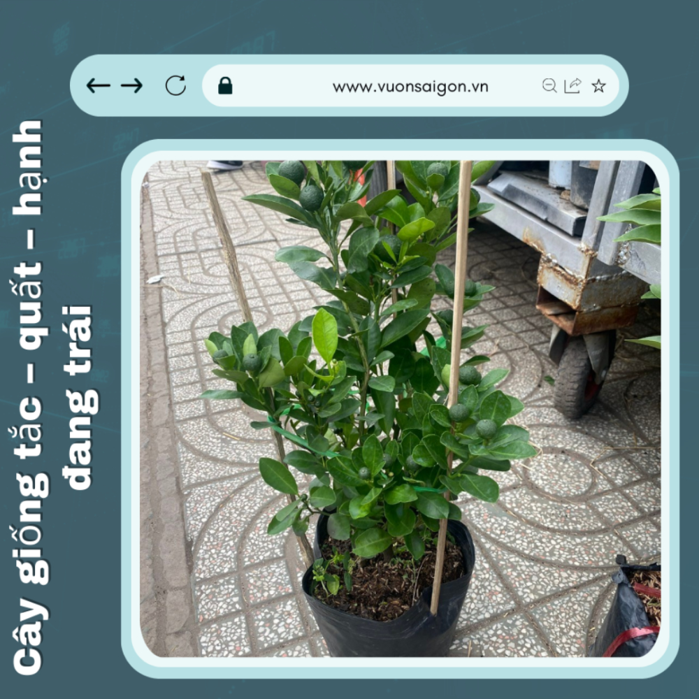 Cay Giong Tac Quat Hanh (6)