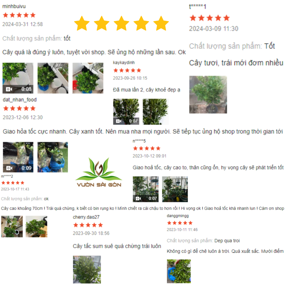 Cay Giong Tac Quat Hanh (7)