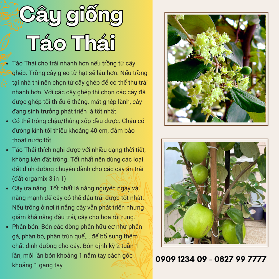 Cay Giong Tao Thai (2)