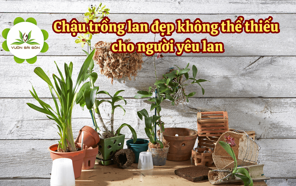 Chau Trong Lan Dep Khong The Thieucho Nguoi Yeu Lan