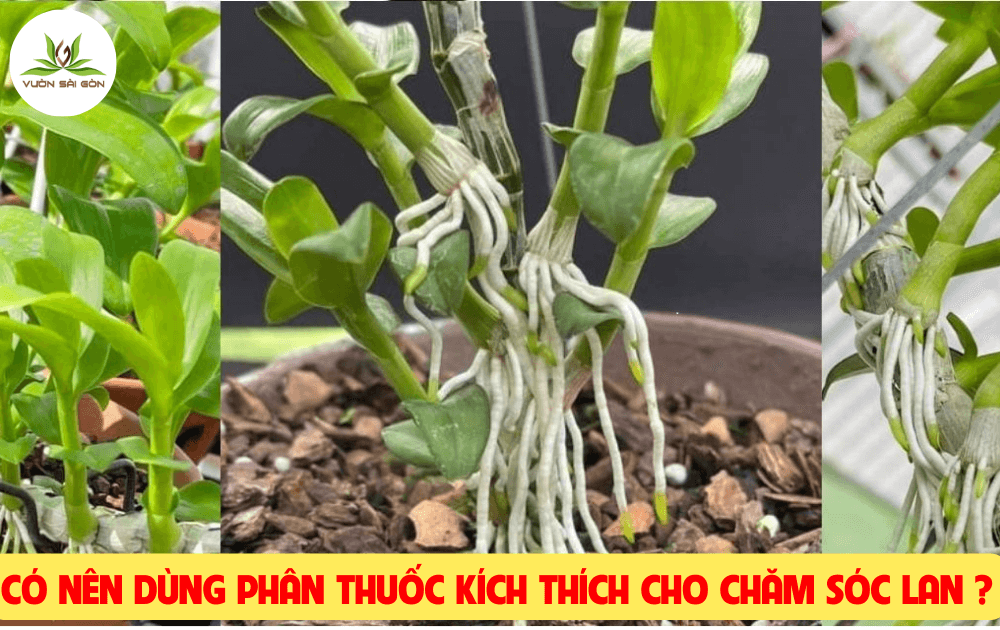 Thuoc Kich Thich Cho Lan