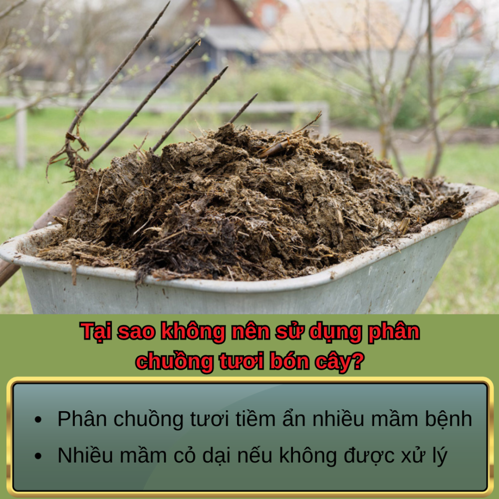 U Phan Chuong (1)
