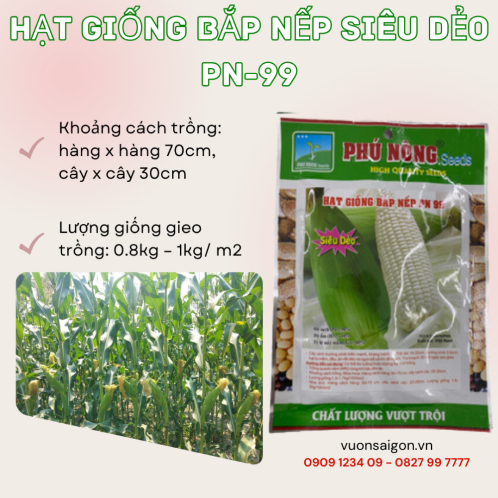 Hat Giong Bap Nep Deo (7)
