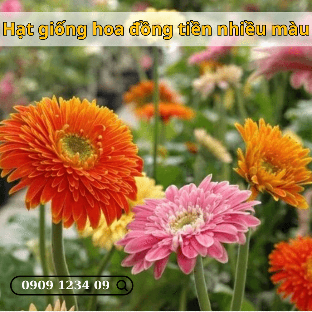 Hat Giong Hoa Dong Tien Nhieu Mau