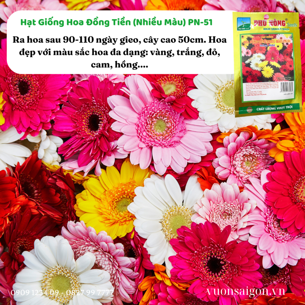 Hg Hoa Dong Tien Nhieu Mau