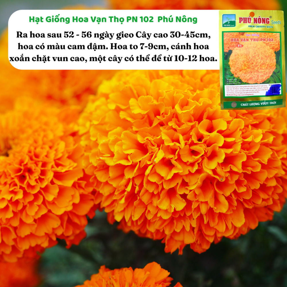 Hg Hoa Van Tho Pn 102 (1)