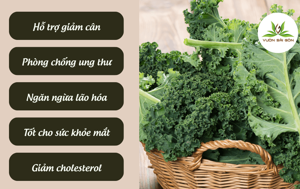 9 Cong Dung Huu Ich Cua Sieu Thuc Pham Cai Kale 1