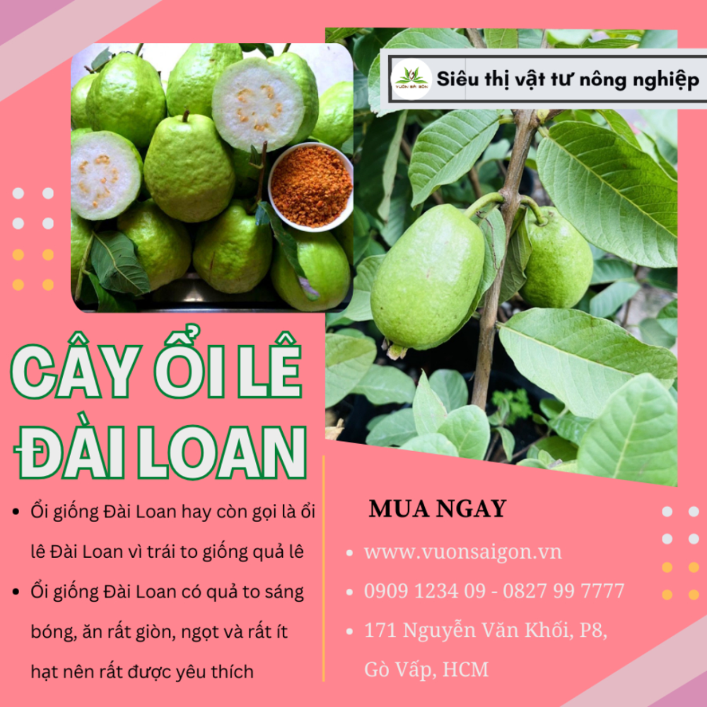 Cay Giong Oi Le Dai Loan (5)