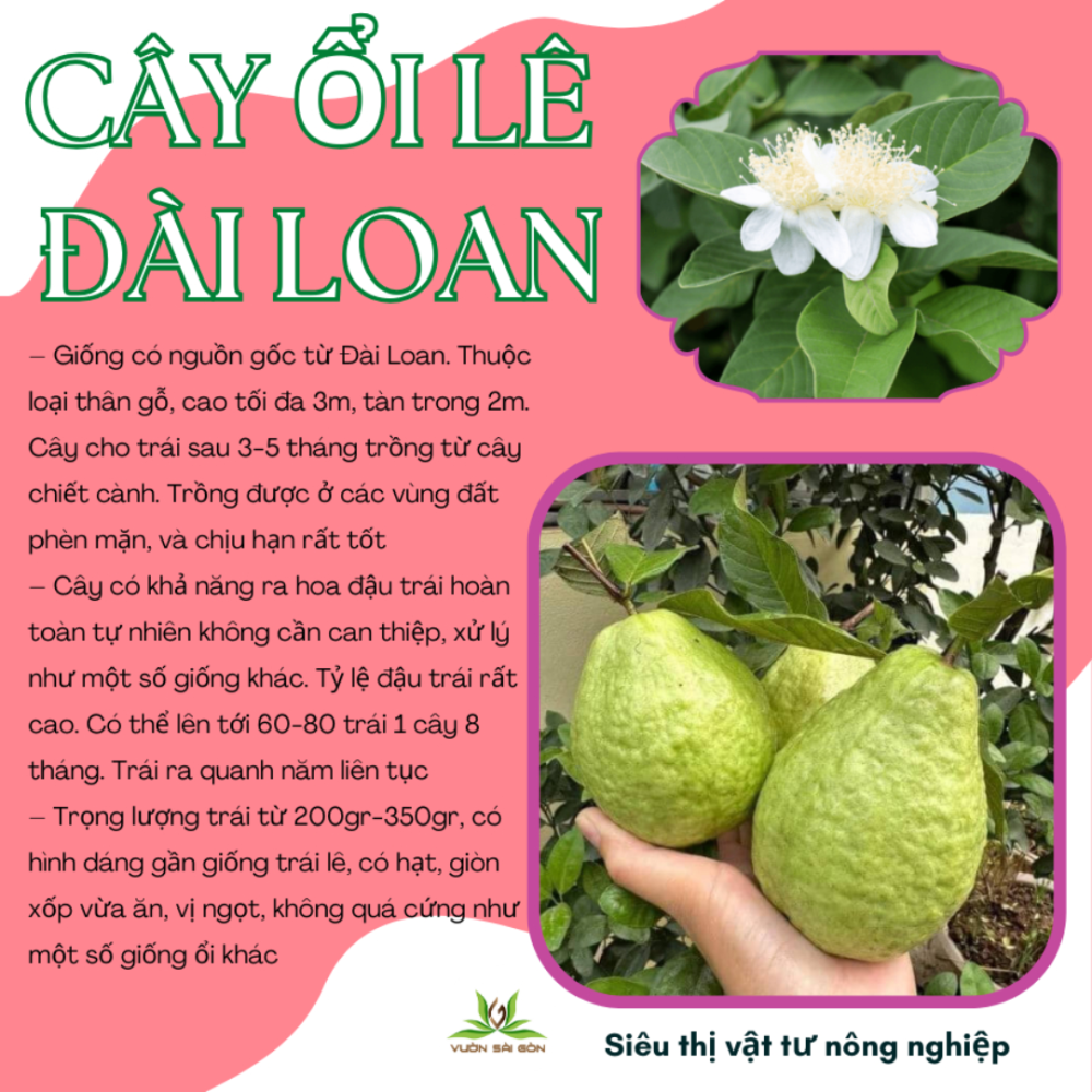 Cay Giong Oi Le Dai Loan (6)