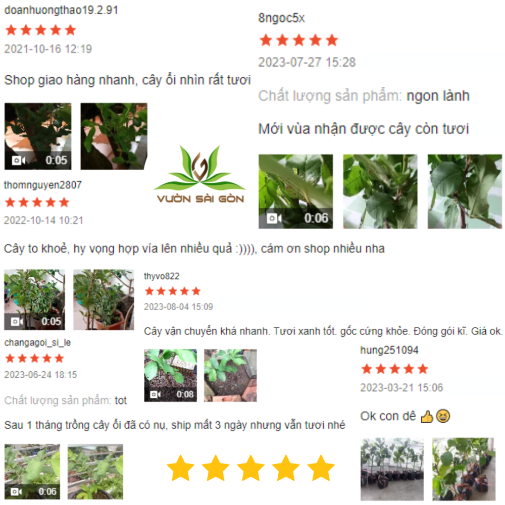 Cay Giong Oi Le Dai Loan (7)