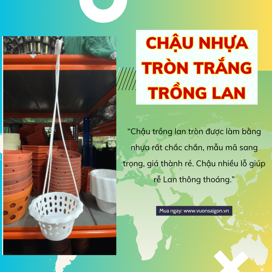 Chau Nhua Trong Lan (1)