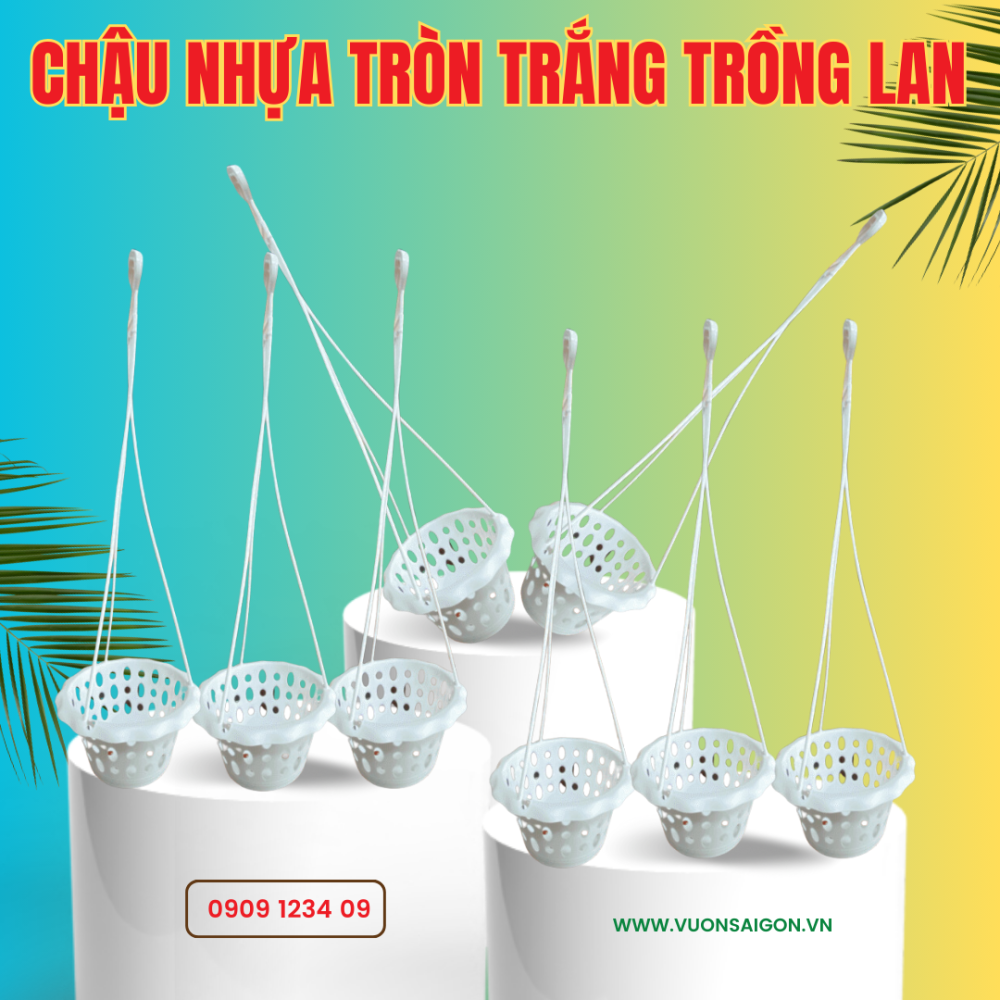 Chau Nhua Trong Lan