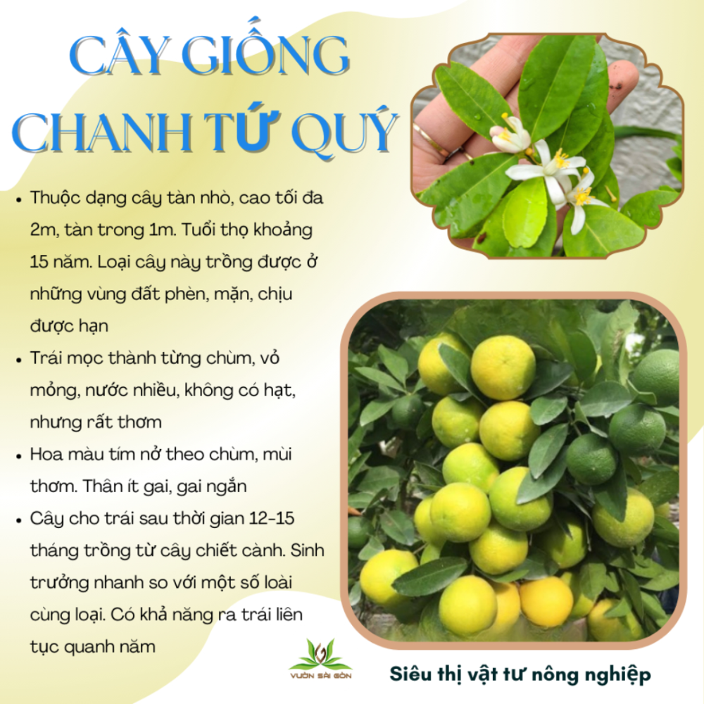 Cay Giong Chanh Tu Quy (1)