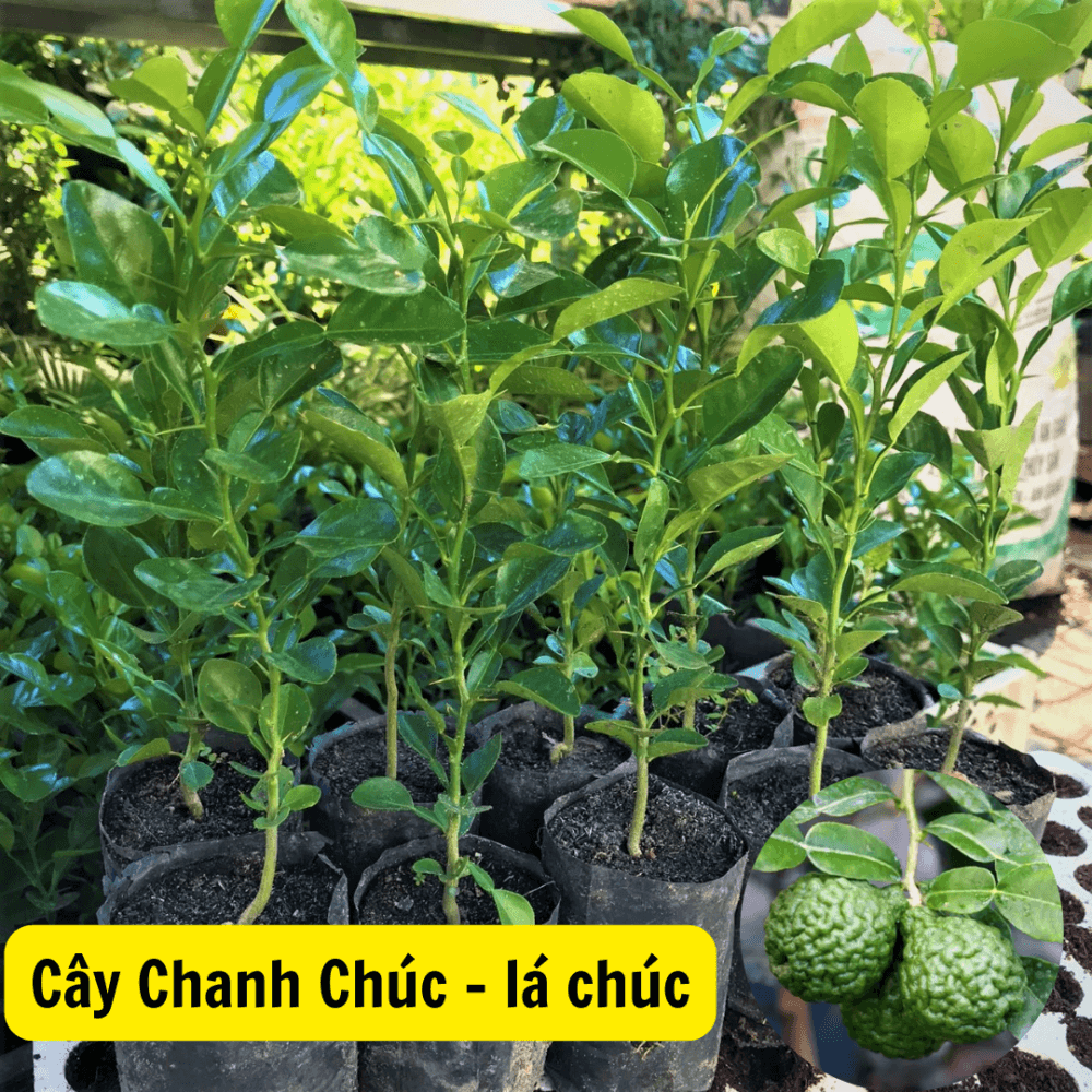 Cay La Chuc Chanh Chuc