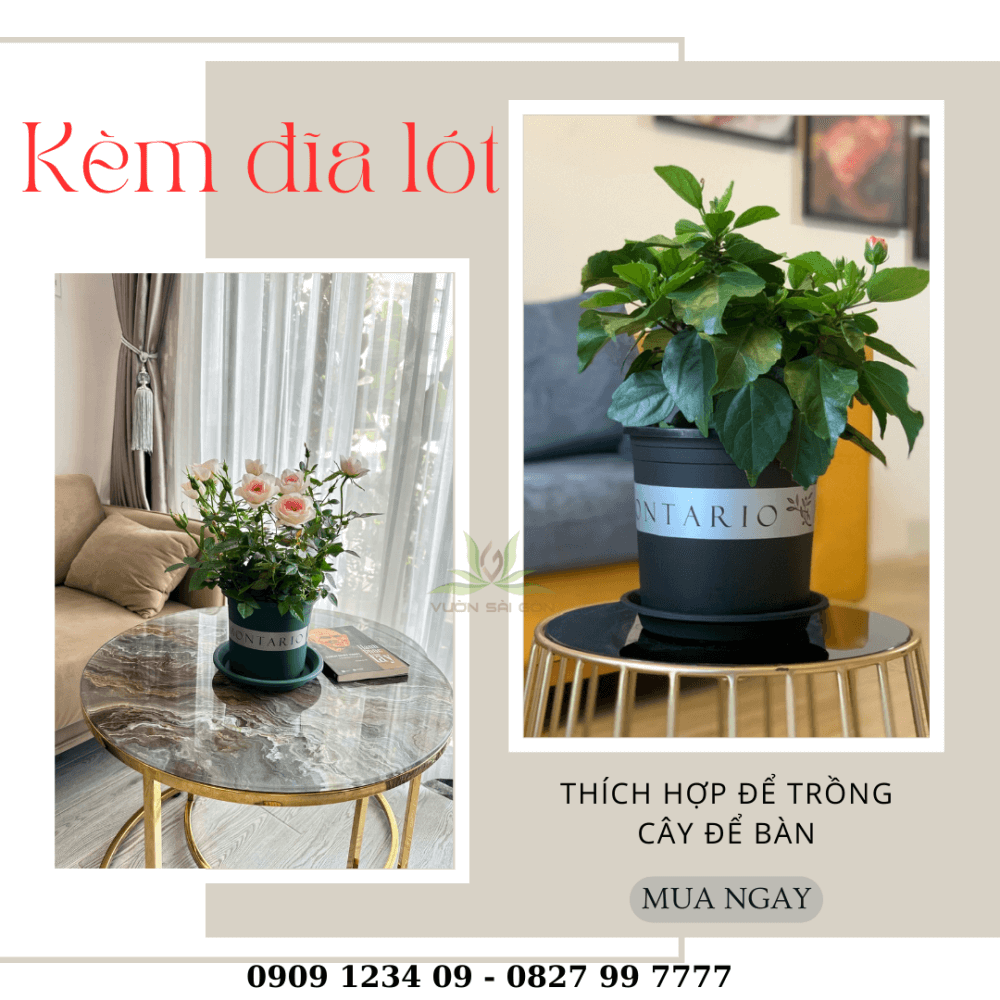 Chau Nhua Trong Cay Montario (1)