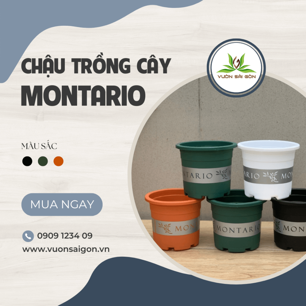 Chau Nhua Trong Cay Montario (2)
