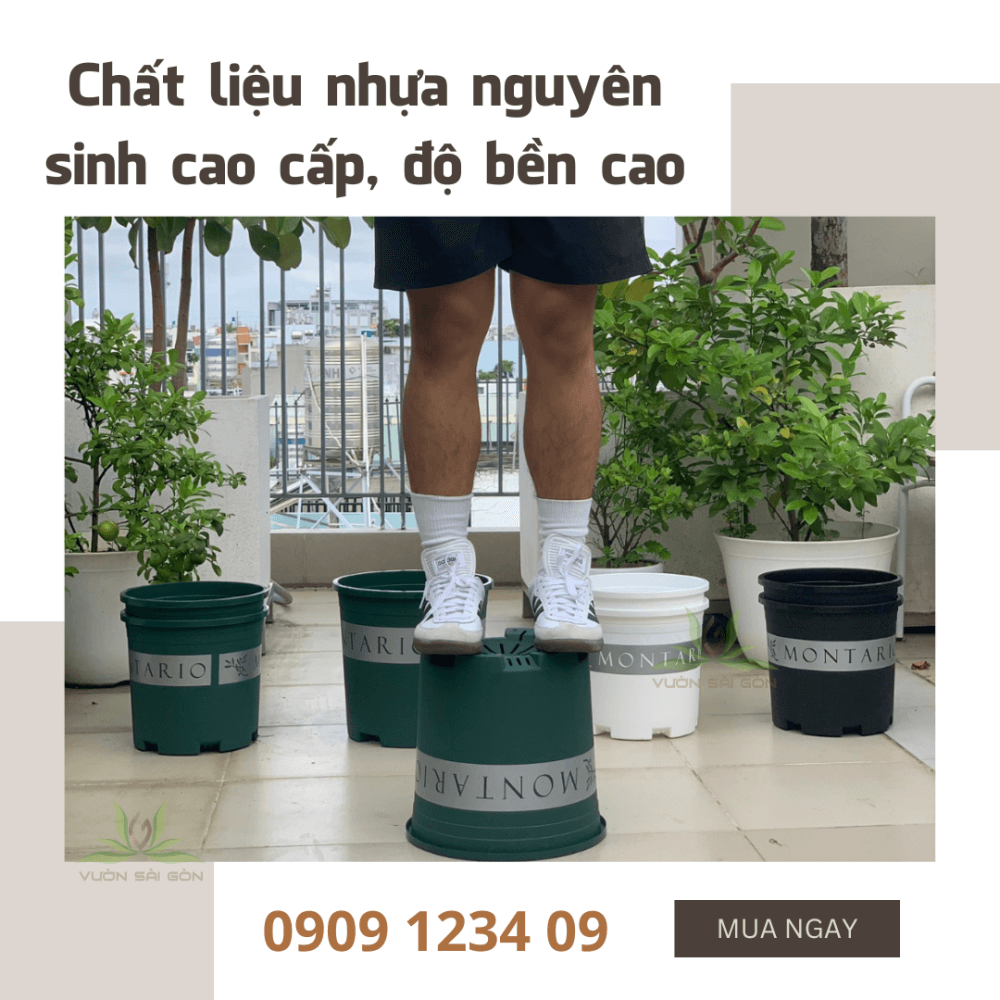 Chau Nhua Trong Cay Montario (3)