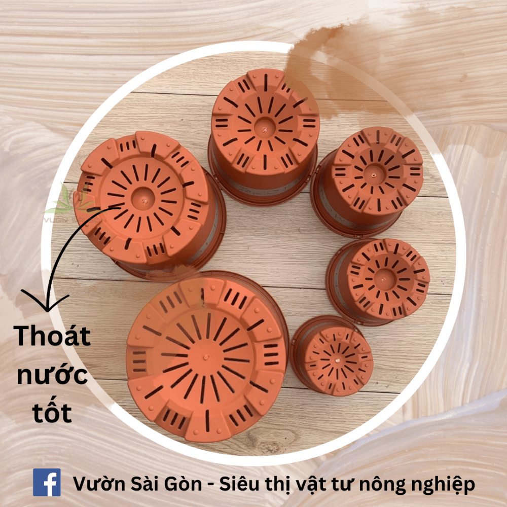 Chau Nhua Trong Cay Montario (4)