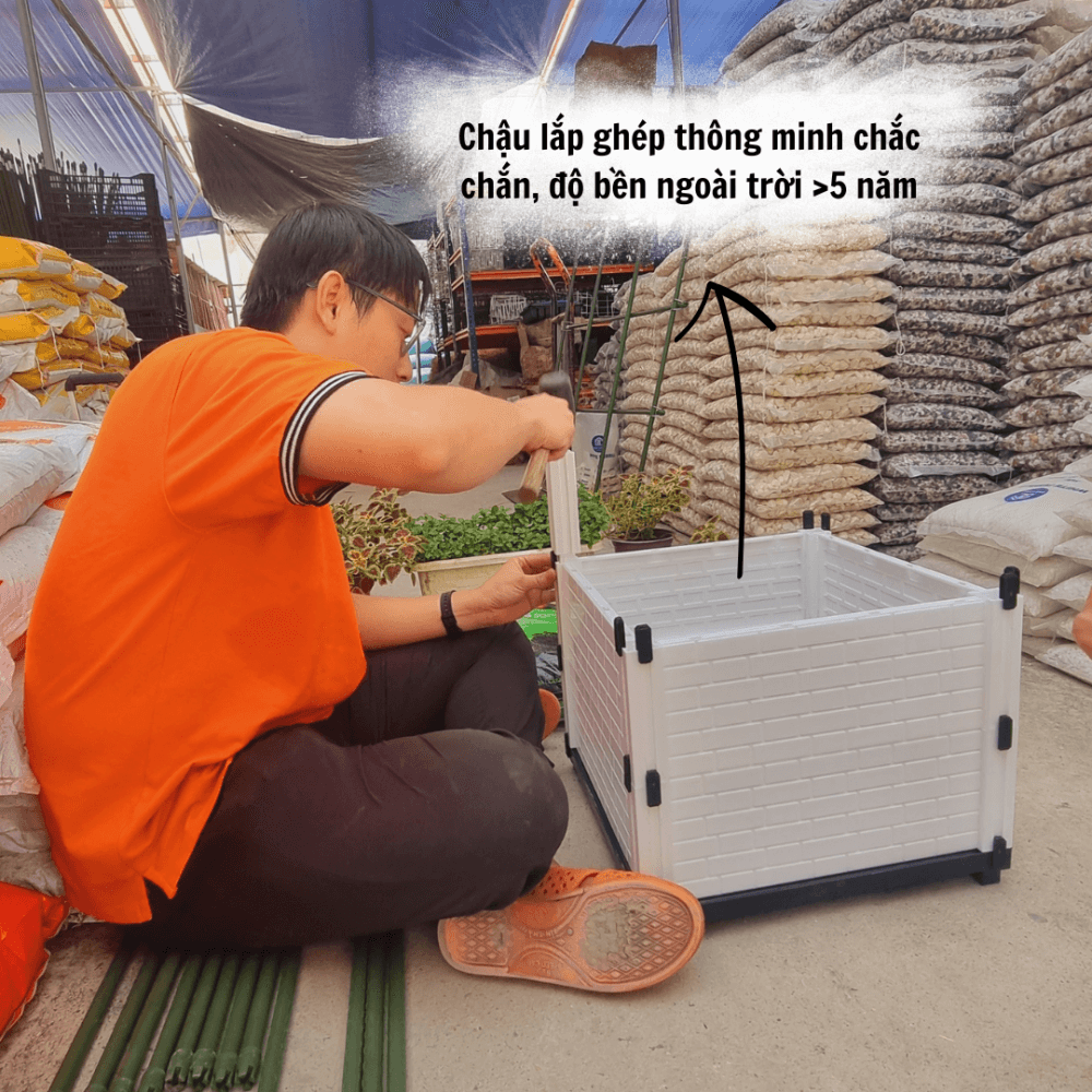 Combo Chau Va Gian Leo Trong Cay Tien Loi (2)