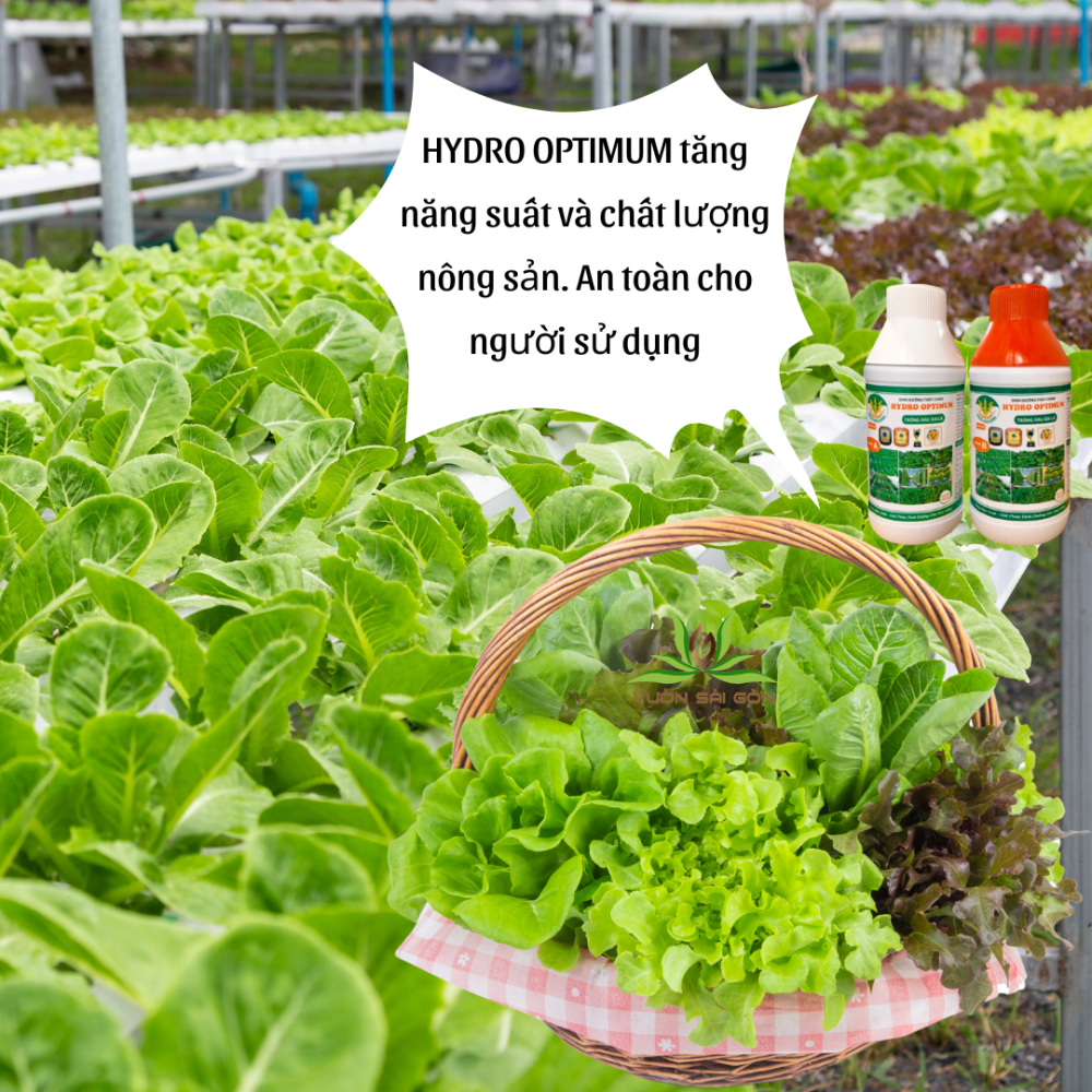 Dinh Duong Thuy Canh Rau An La Hydro Optimum (4)