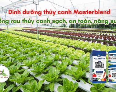 Dung Dich Thuy Canh Masterblend Su Can Thiet Cho Mo Hinh Trong Rau Thuy Canh Sach An Toan