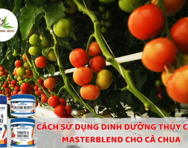 Cach Su Dung Dinh Duong Thuy Canh Masterblend Cho Ca Chua
